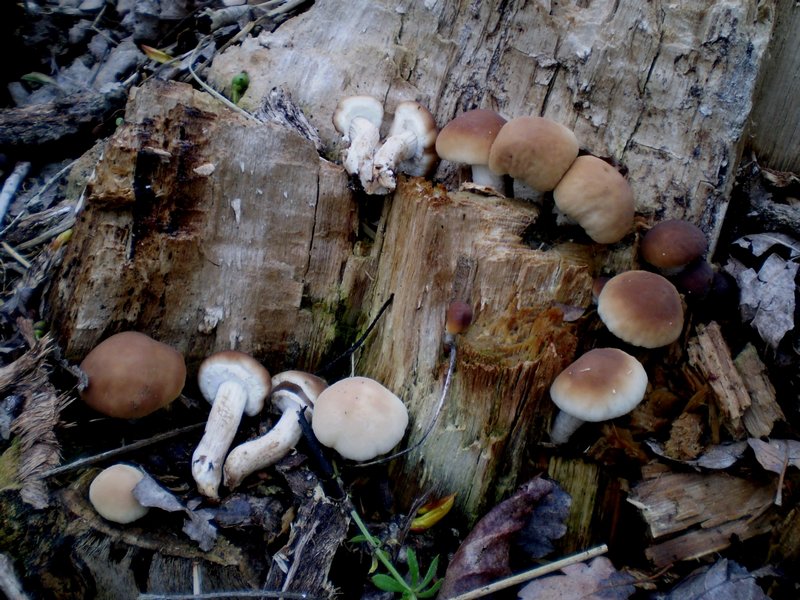 Fungo da determinare!!!